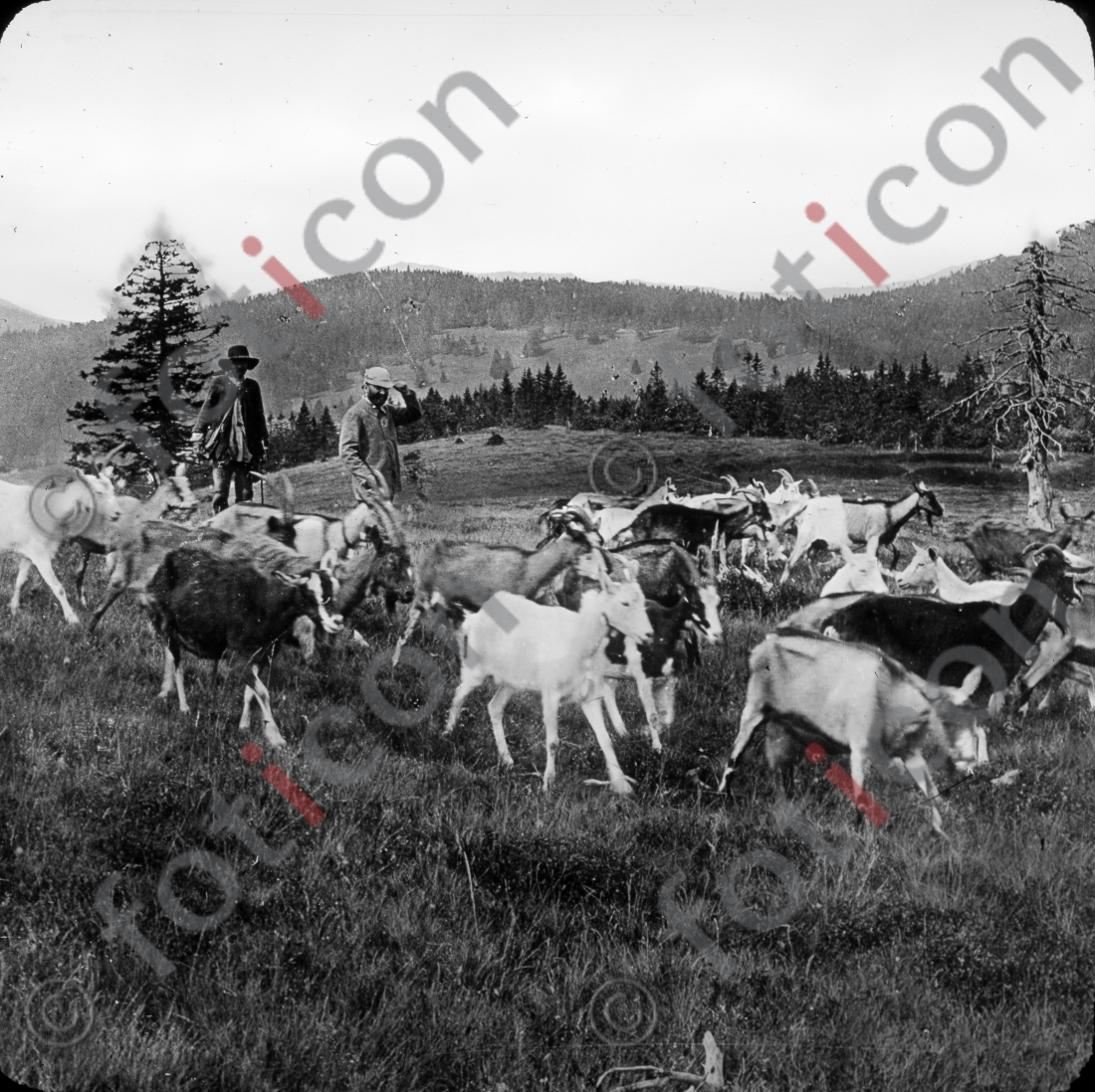Ziegen im Schwarzwald | Goats in the Black Forest - Foto foticon-simon-127-017-sw.jpg | foticon.de - Bilddatenbank für Motive aus Geschichte und Kultur